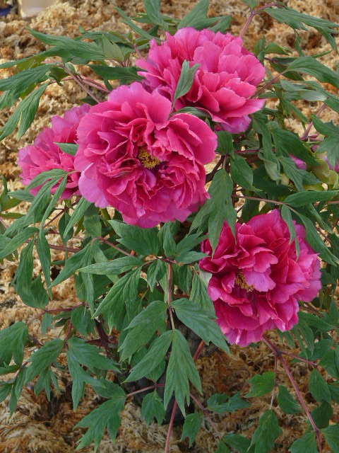 e0145782_17421198.jpg