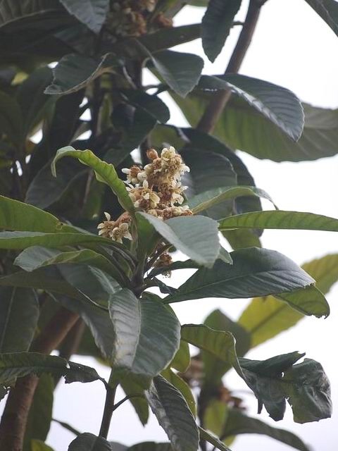 e0025300_1262062.jpg