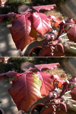 e0098908_22304243.jpg