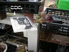 c0190010_20124535.jpg