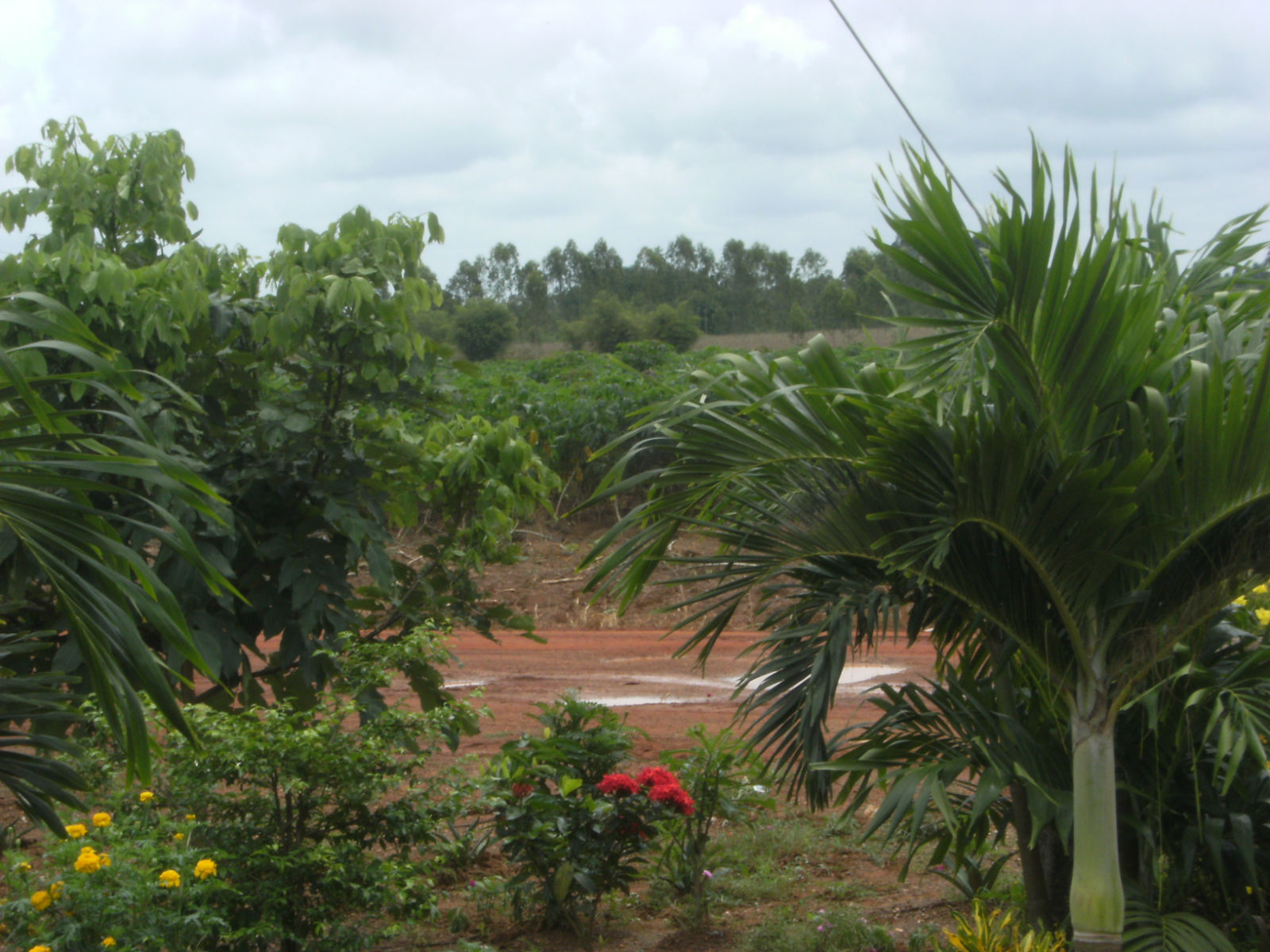 d0144077_359631.jpg
