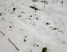 c0151898_14523017.jpg