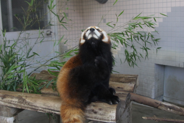 小熊猫ハウス : 2011冬休みレッサー遠征<b>周南市徳山動物園</b>編1