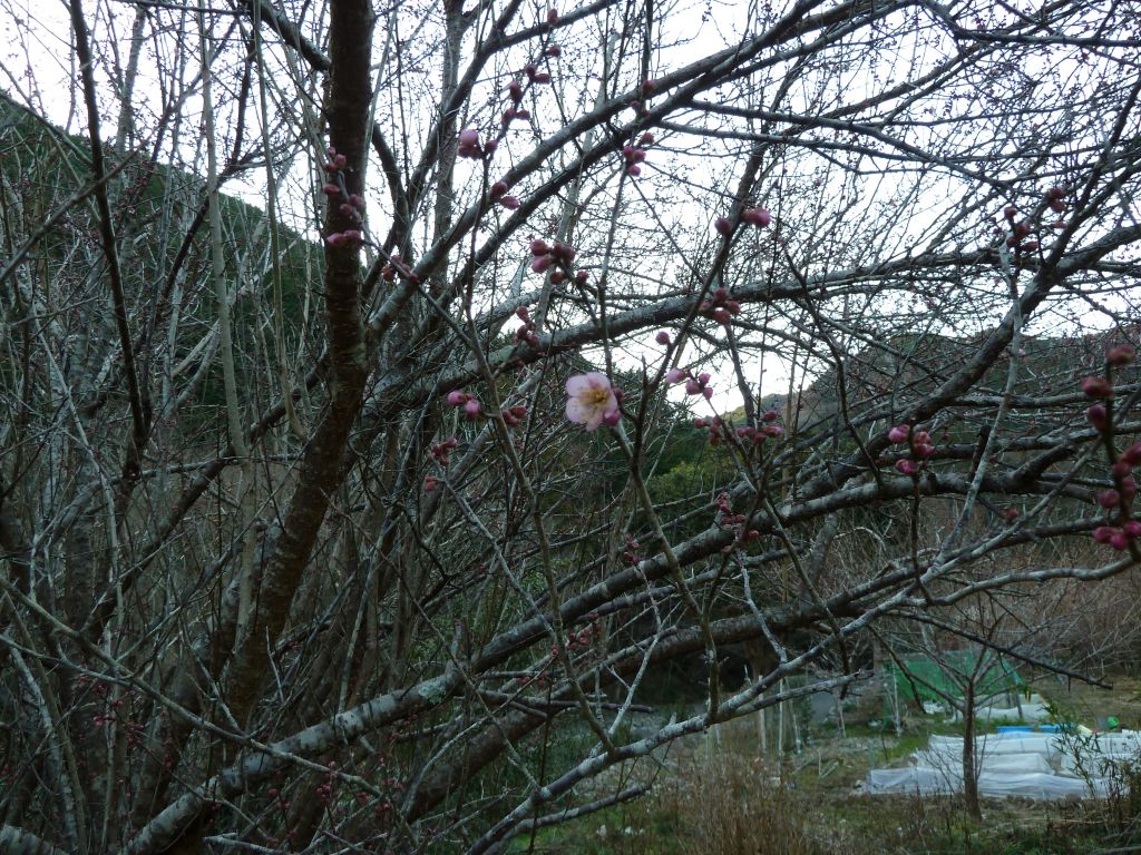 e0033229_19202560.jpg