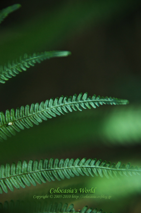 e0089532_7134770.jpg