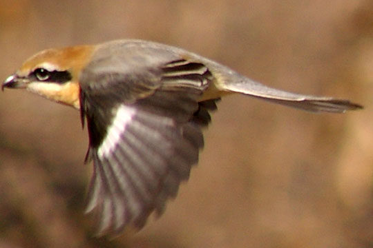 b0043440_12485886.jpg