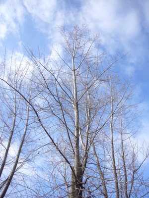 e0100046_2122201.jpg