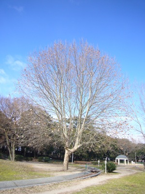 e0100046_21231370.jpg