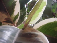 c0057781_12105640.jpg