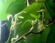 c0057781_121184.jpg