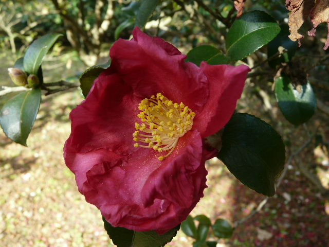 e0145782_1733356.jpg