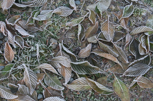 c0100195_055277.jpg