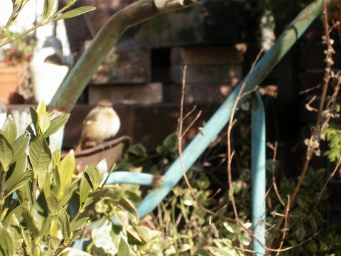 c0190010_2011982.jpg