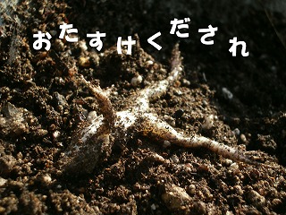 c0190010_2023128.jpg