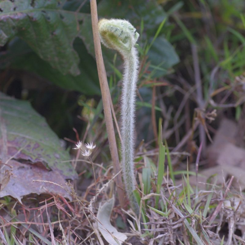 e0142611_15201671.jpg