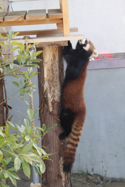 小熊猫ハウス : 2011冬休みレッサー遠征<b>大牟田市動物園</b>編6