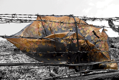f0209541_050147.gif