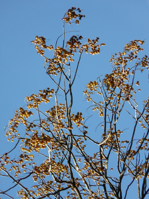 e0145782_9374763.jpg