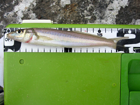 b0186119_1801469.jpg