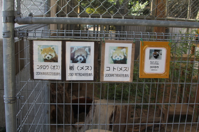 小熊猫ハウス : 2011冬休みレッサー遠征<b>周南市徳山動物園</b>編2
