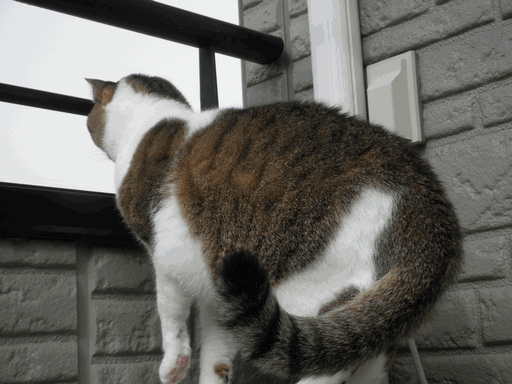 c0136736_1861649.gif