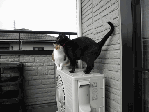 c0136736_188723.gif
