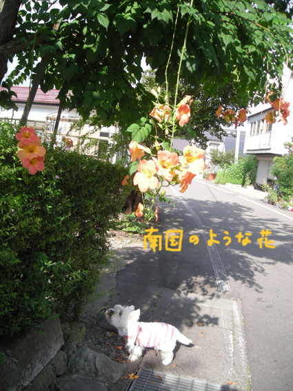 d0134156_1218793.jpg