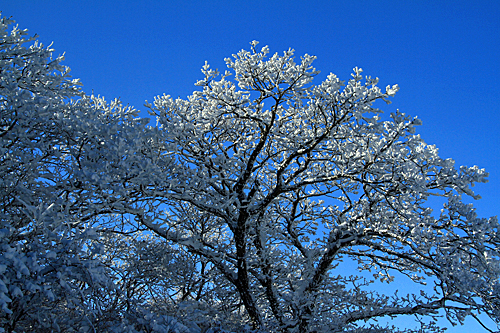 b0014607_20315492.jpg
