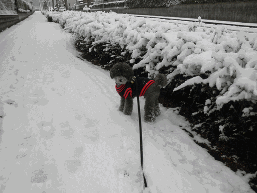 c0136736_19154825.gif