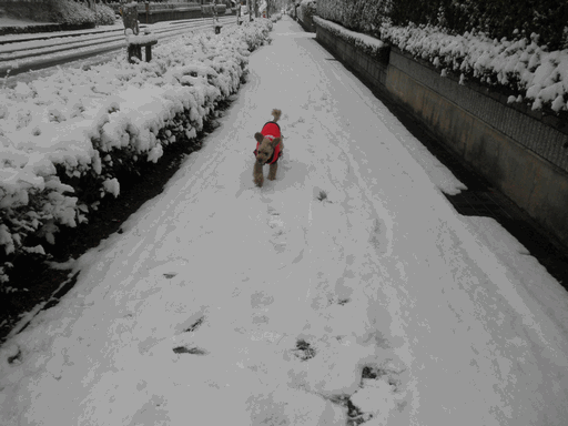 c0136736_19162647.gif