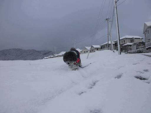 c0136736_19172359.gif