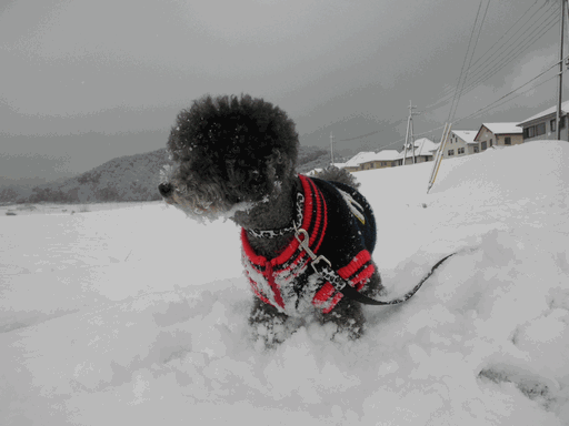 c0136736_19175163.gif