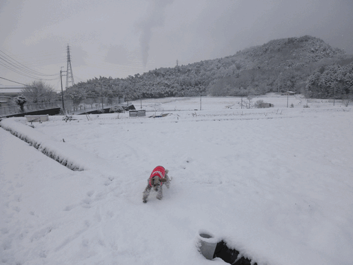 c0136736_19182595.gif