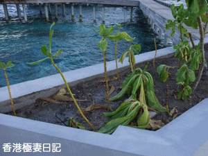 f0190653_15223172.gif