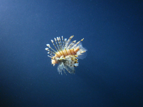 d0126508_4403718.jpg