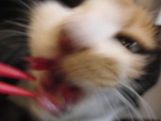 c0201113_1850581.jpg