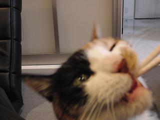c0201113_1955416.jpg