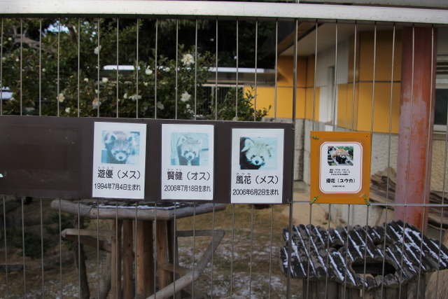 小熊猫ハウス : 2011冬休みレッサー遠征<b>周南市徳山動物園</b>編3