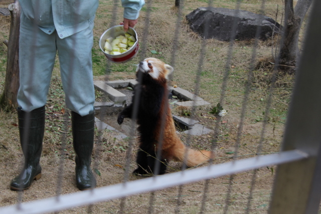 2011冬休みレッサー遠征<b>周南市徳山動物園</b>編7