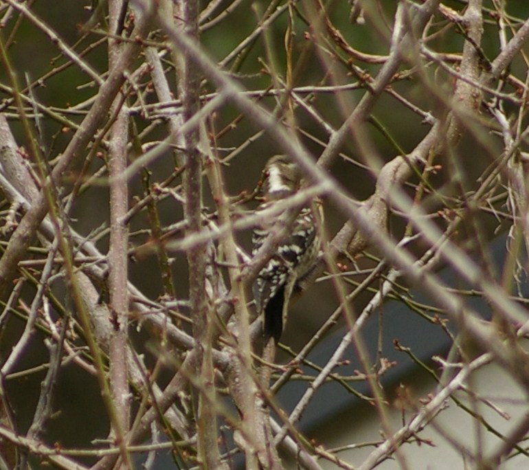 e0197884_17292973.jpg