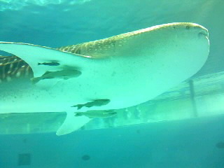 a0103293_1013060.jpg