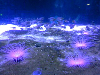 a0103293_101308.jpg