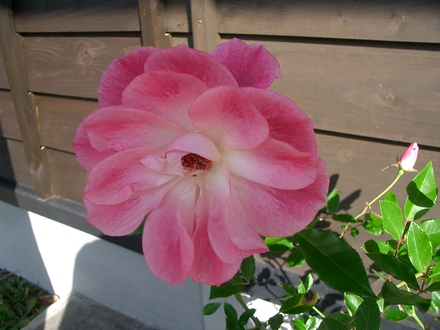 f0209394_2348698.jpg