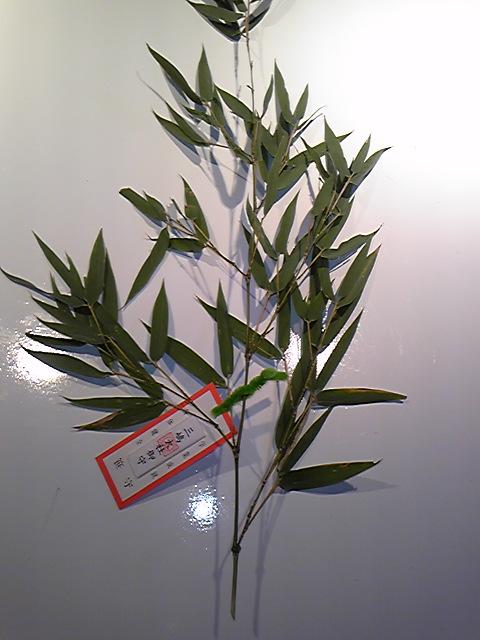 e0015108_8283368.jpg
