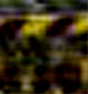 e0103408_10342065.jpg