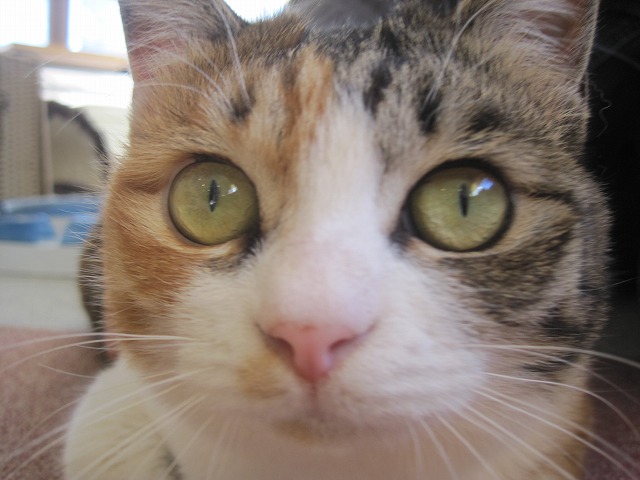 f0202703_8371331.jpg