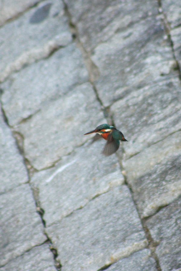 d0085715_21411059.jpg