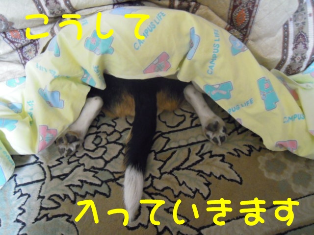 c0166622_20512130.jpg
