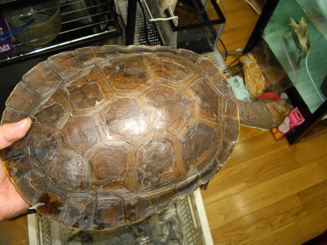 e0119439_1292083.jpg