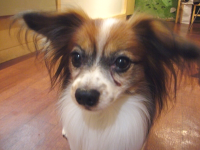 e0100046_21135191.jpg